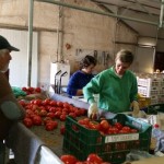 Συσκευασία τομάτας