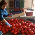 Συσκευασία τομάτας