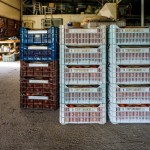 Τομάτες έτοιμες για συσκευασία