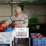 Συσκευασία τομάτας