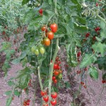 Βιολογικά Ντοματίνια