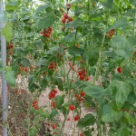 Βιολογικά Ντοματίνια