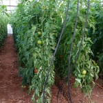 Βιολογικές Ντομάτες