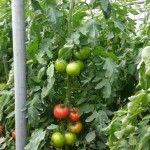 Βιολογικές Ντομάτες