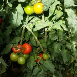 Βιολογικές Ντομάτες