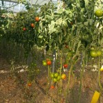 Βιολογικές Ντομάτες