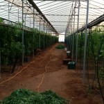 συγκωμιδή φύλλων για την παραγωγή κομπόστ