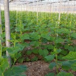 Ο βιολογικός κήπος μας