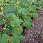 Ο βιολογικός κήπος μας